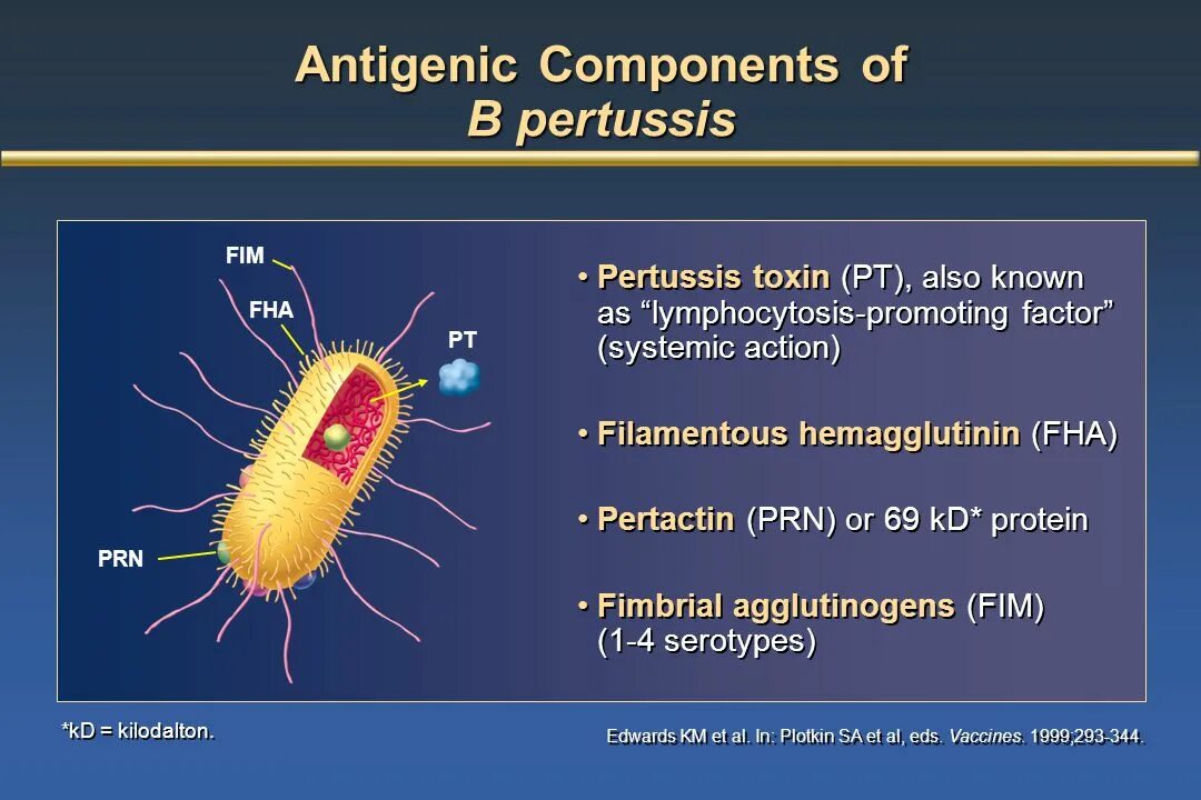 Pertussis коклюш. Bordetella pertussis строение. Возбудитель коклюша Bordetella pertussis. Бордетелла пертуссис антигенная структура. Bordetella pertussis инфекции.