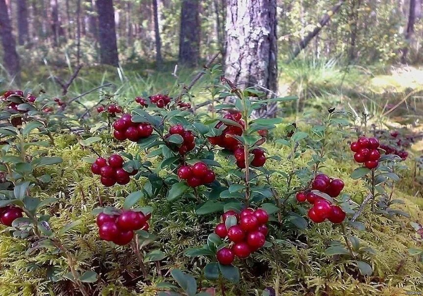 Растительный мир ивановской области. Морошка клюква черника. Брусника Якутск. Брусника в Якутии. Брусника в тундре.