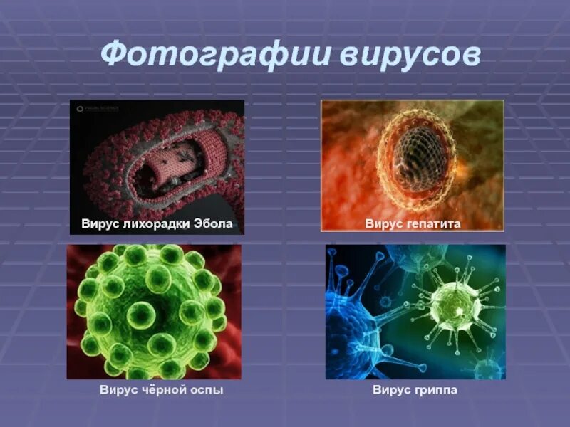 Типы вирусов биология. Виды вирусов в биологии 5 класс. Биология тема вирусы. Название разных вирусов. Представители вирусов биология