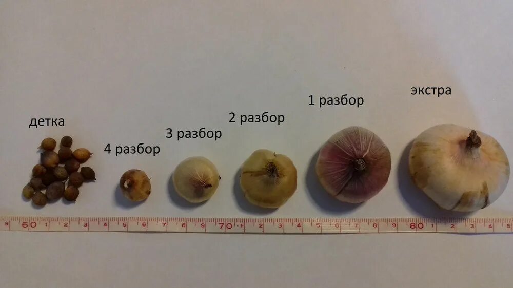 Протравливание луковицы гладиолусов. Клубни гладиолусов размер. Гладиолусы размер луковицы. Старая луковица гладиолуса.