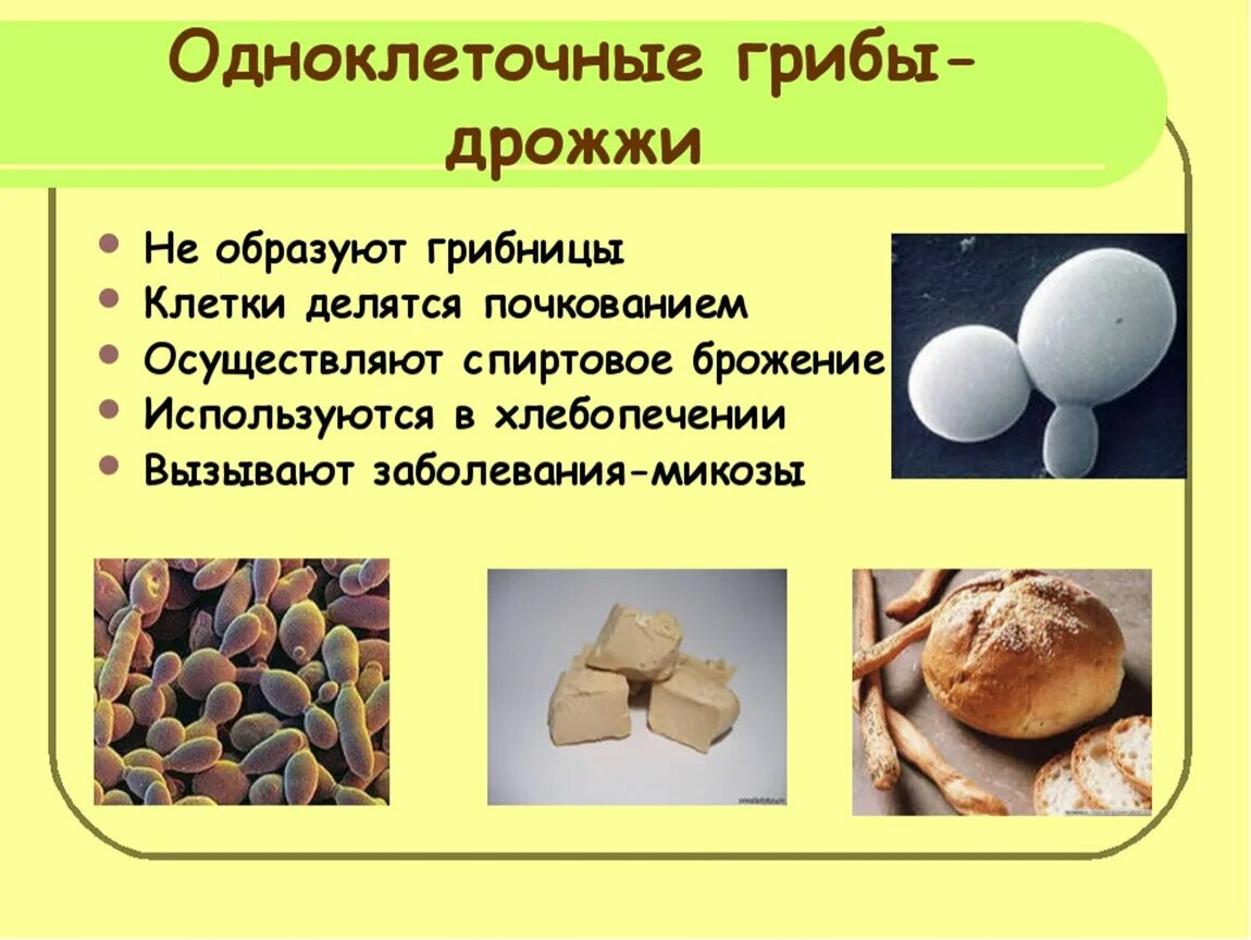 Дрожжи одноклеточные грибы 5 класс. Хлебные дрожжи строение. Дрожжевые грибы биология. Одноклеточные грибы дрожжи биология.