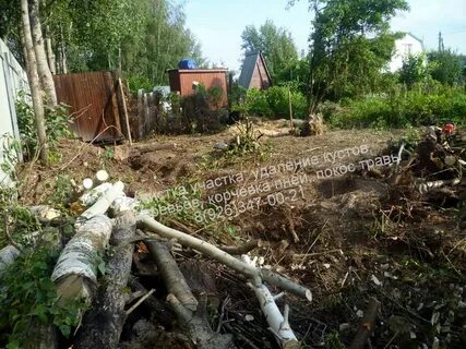 Продать дерево с участка