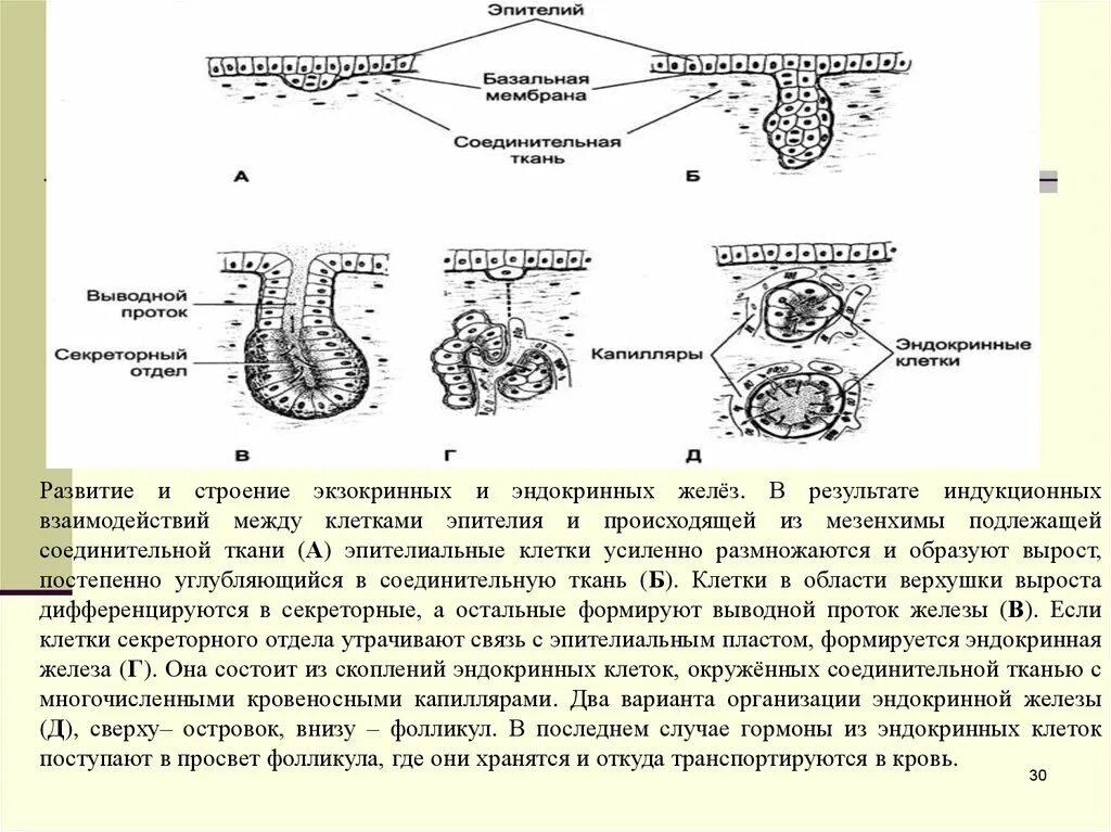 Развитие эндокринных и экзокринных желез. Схема строения экзокринных и эндокринных желез. Секреции железы анатомия ткань. Железистый эпителий железы строение.