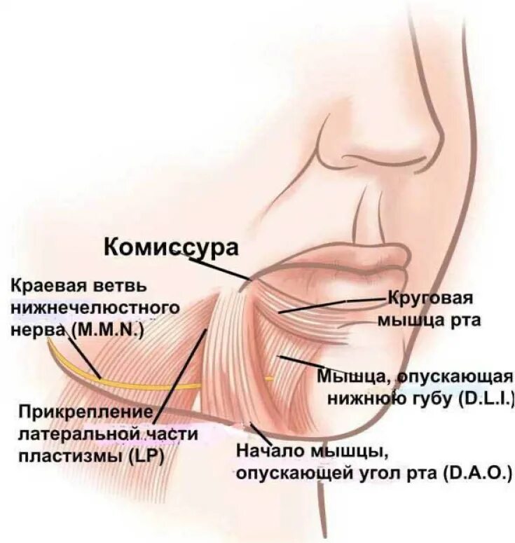 Губы мышцы рта. Круговая мышца рта прикрепление. Мышцы опускающие угол рта точки прикрепления. Мышца опускающая угол рта.