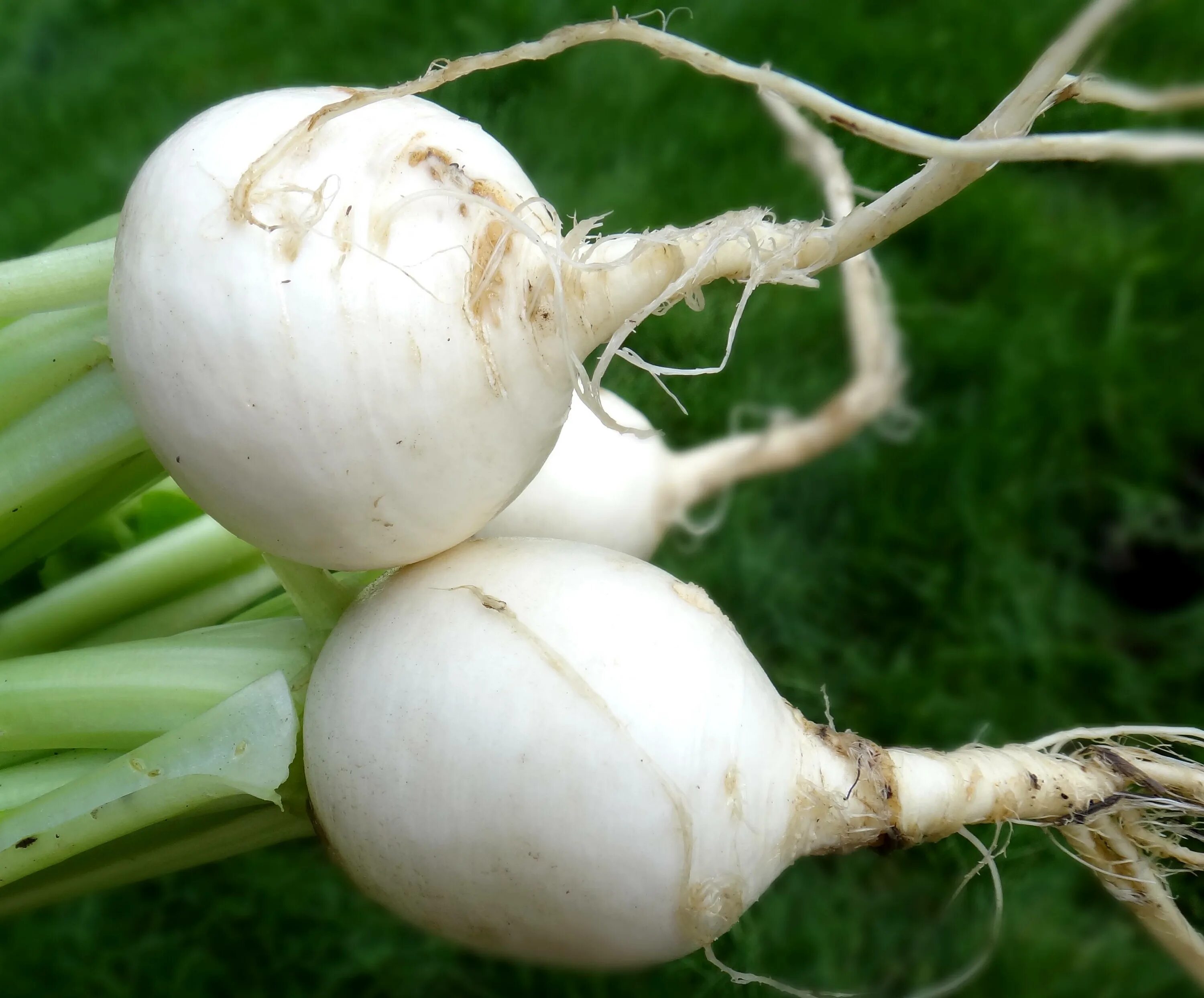 Когда сажать репу. Редька турнепс. Турнепс (Brassica Rapa). Редька белая. Репа белая.