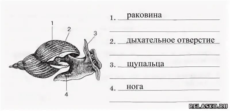 Моллюски контрольная работа. Название частей тела моллюска обозначенных цифрами. Рассмотрите рисунок моллюсков. Напишите названия частей тела моллюска. Напишите название частей тела моллюска обозначенных цифрами.