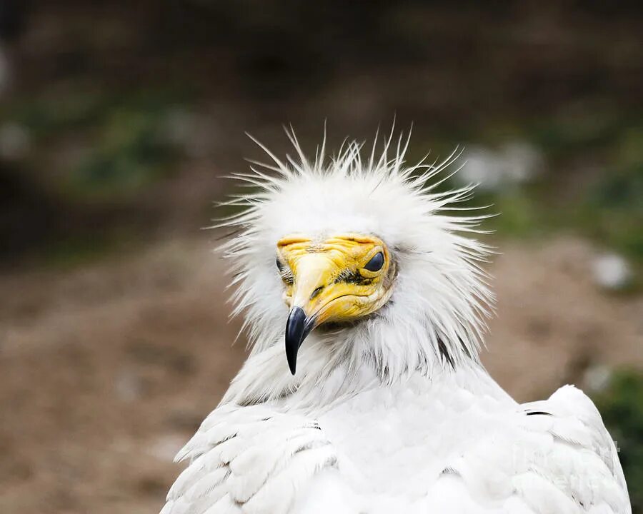 желтых голов. волнистый попугайчик желтый. волнистик лютино. попугай какарик. фазан золотой оранжевый птица.