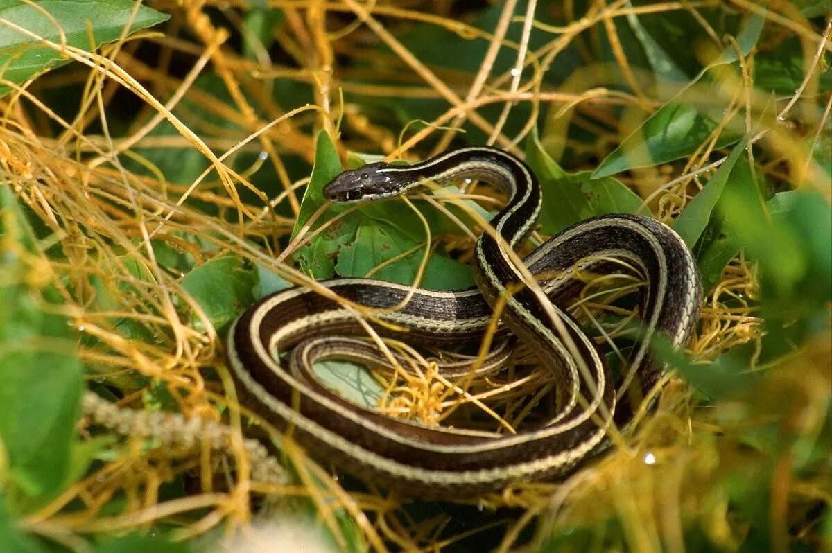 Змея стрела. Thamnophis sauritus. Thamnophis Radix. Змея стрела Кавказская. Thamnophis Proximus.