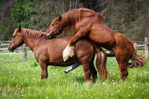 Seks zene i konja - 🧡 Poze za sex slike Zene za sex sa slikom.