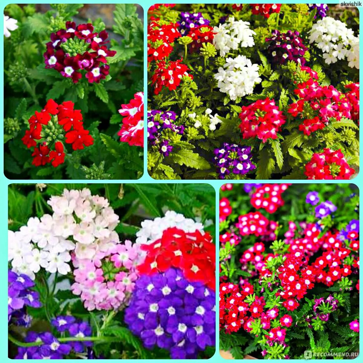 Вербена 'Obsession Red Eye' - VERBENA hybrida - рассада цветов СПб купить