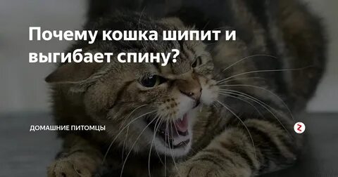 Почему шипит кот без причины