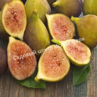 Инжир какой бывает