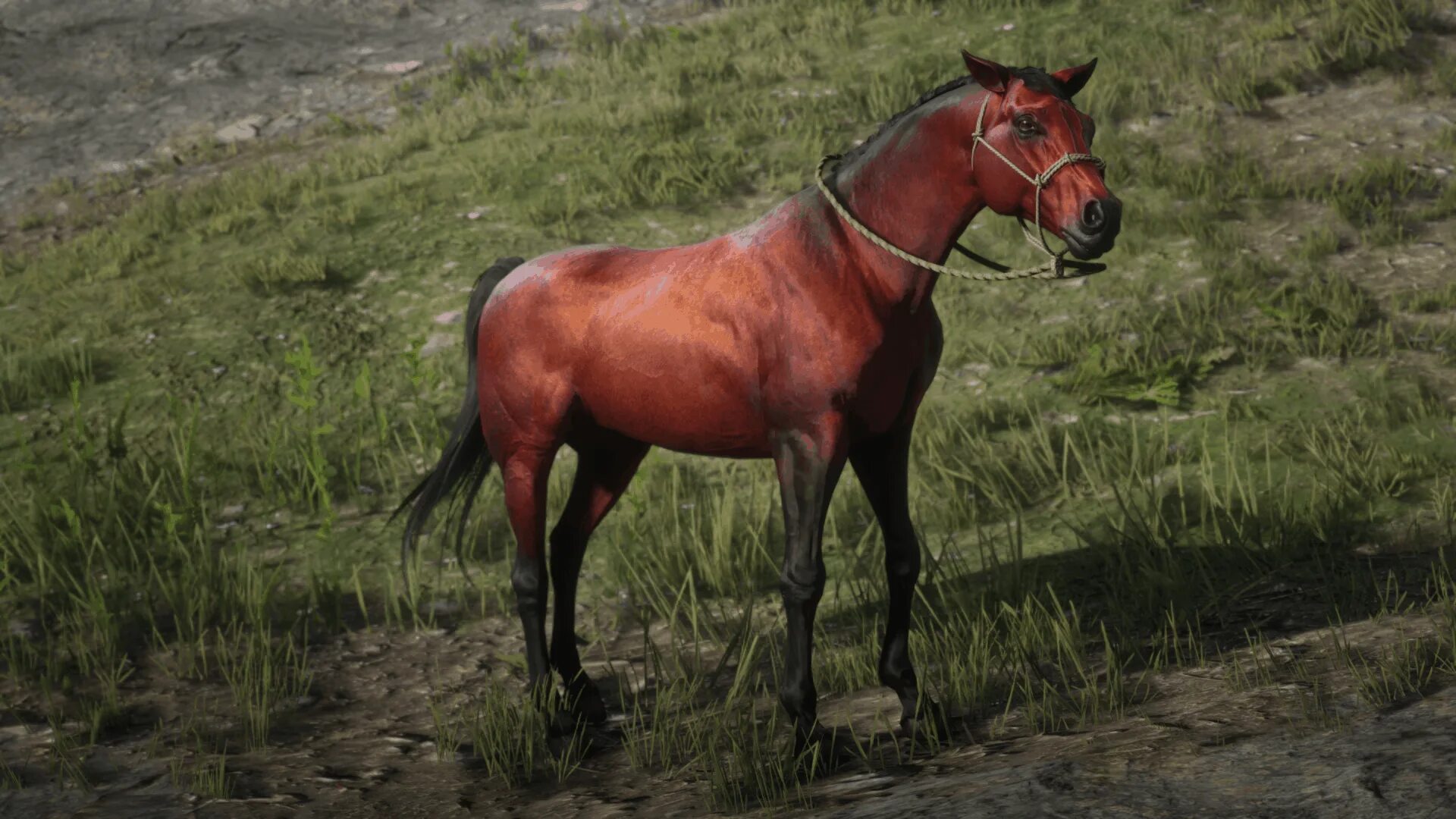Найти арабский скакун. Арабская лошадь РДР 2. Red Dead Redemption 2 теннессийская лошадь. Кигер Мустанг гнедой. Red Dead Redemption 2 лошади.