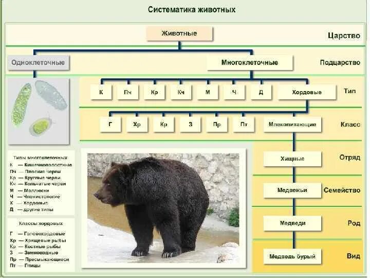 Биология 8 класс основные категории систематики животных