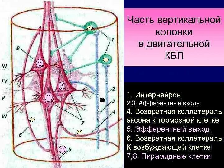 Вертикальные части ответы. Клетки Беца. Пирамидальные клетки Беца. Коллатерали аксона. Клетки Беца функции.