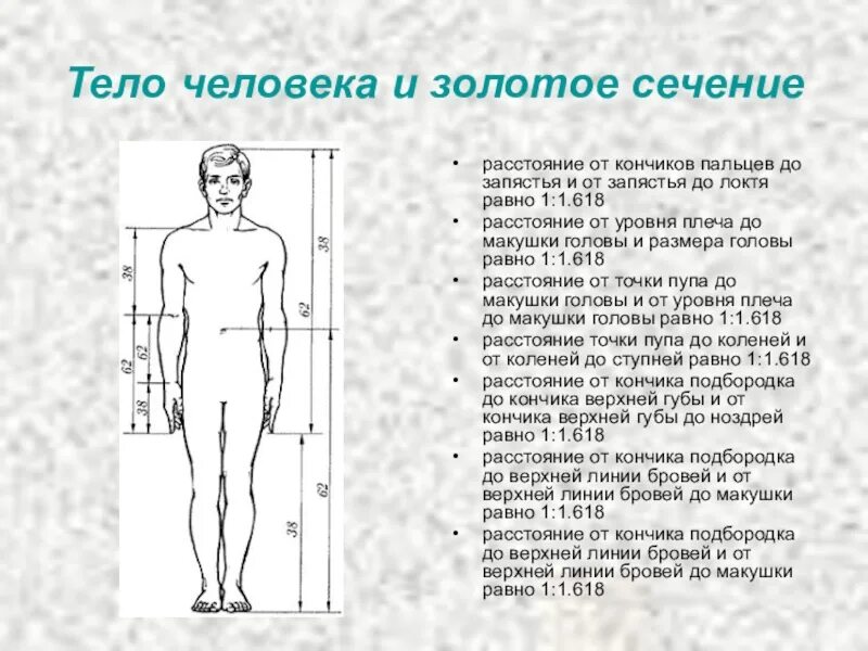 Длина рук составляет. Золотое сечение в пропорциях человека. Золотое сечение в человеческом теле. Золотое сечение в пропорциях человеческого тела. Золотые пропорции в фигуре человека.