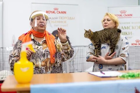 Выставка кошек 25 августа