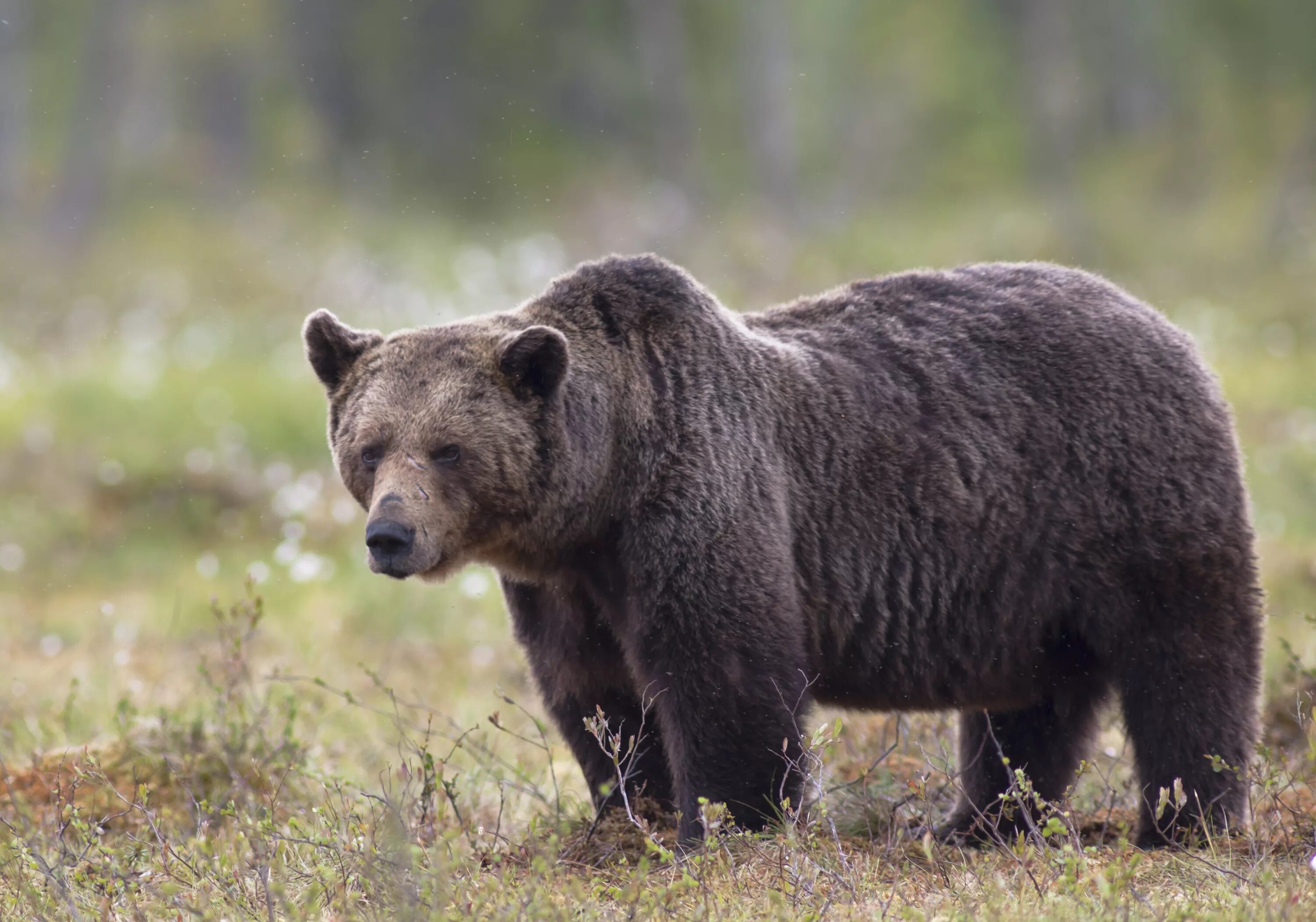 Бурый медведь животное распространенное на территории. Бурый медведь (Ursus arctos). Бурый медведь в ХМАО. Юганский заповедник медведь. Бурый медведь Лапландский заповедник.