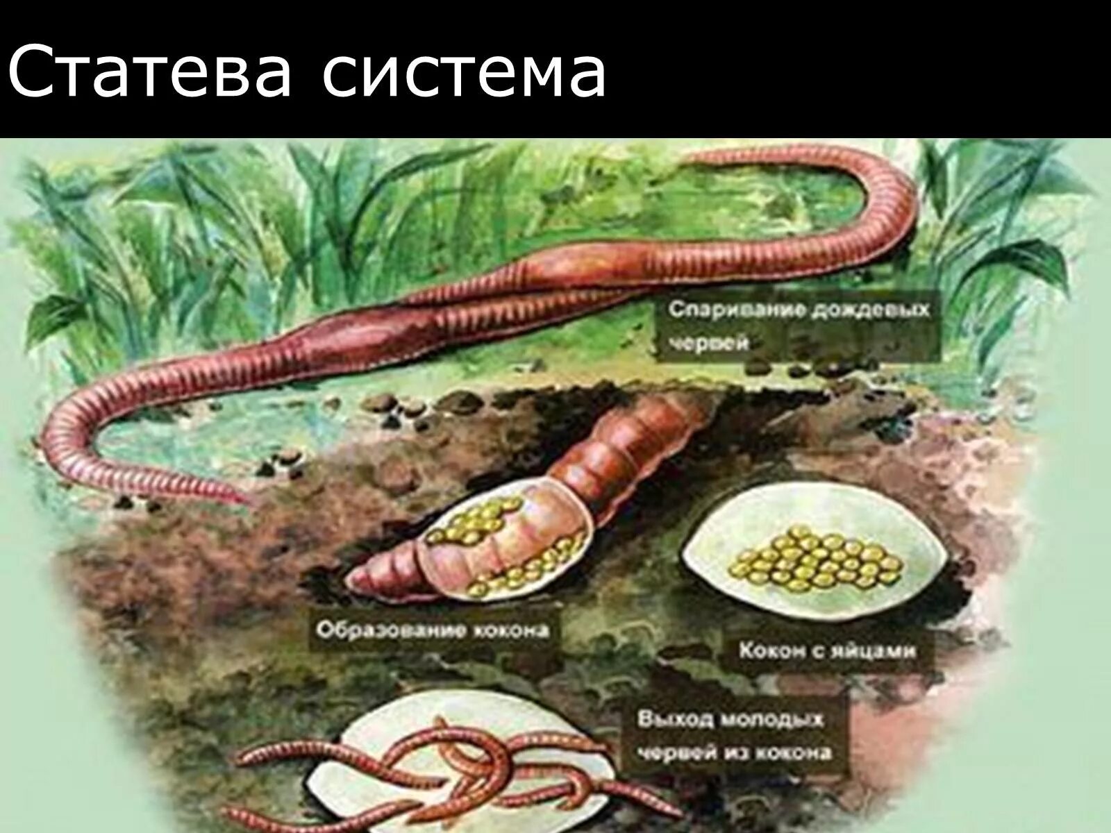 Система малощетинковых червей. Размножение кольчатых червей дождевой червь. Цикл развития дождевого червя схема. Малощетинковые кольчатые черви размножение. Система размножения кольчатых червей.