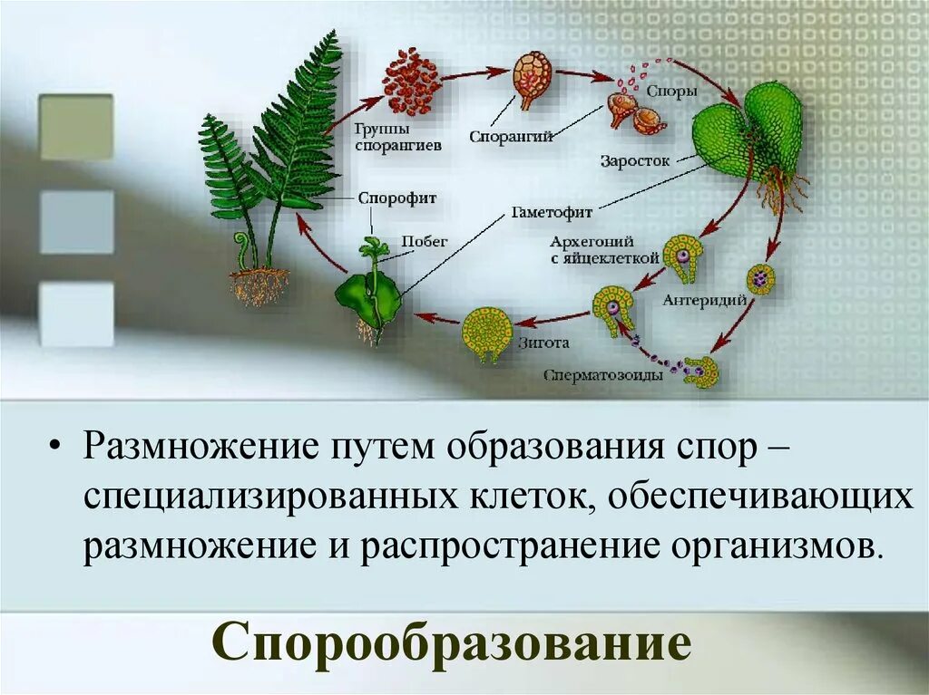 Спорообразование у растений. Споруляция размножение. Образование спор у растений. Процесс размножения спорами.