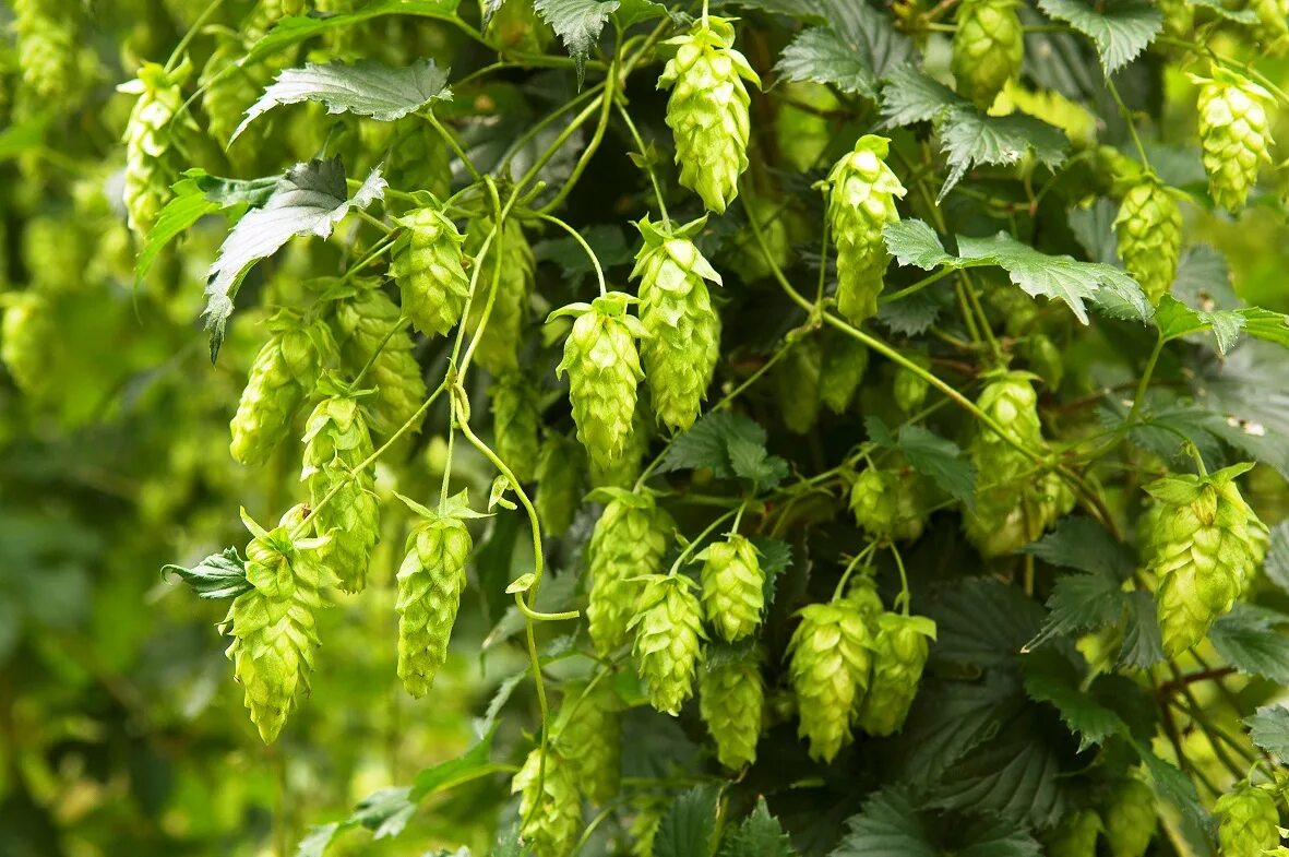 Хмель содержание. Хмель (humulus lupulus):. хмель обыкновенный плод.