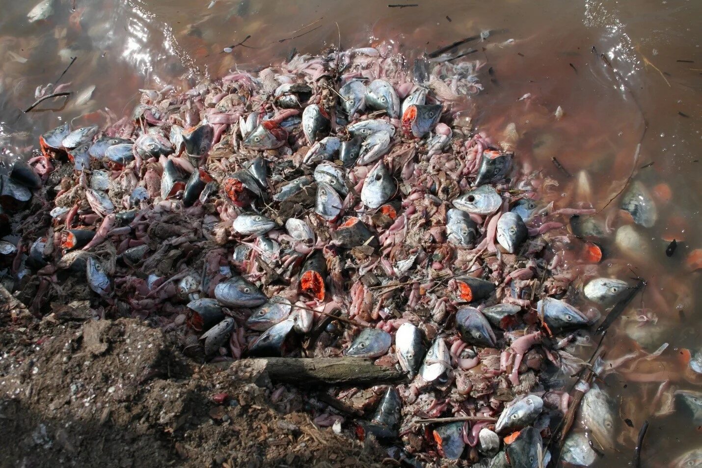 утилизация биологических отходов. биологический отход. биологические отходы утилизация. биологические отходы утилизация. утилизация пищевых отходов.