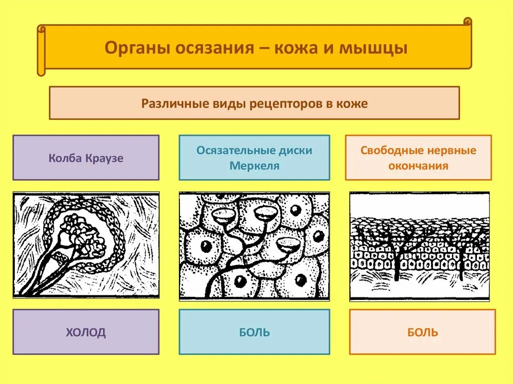 Строение кожно мышечного чувства. Схема строения органа осязания кожа. Анализатор кожно мышечной чувствительности строение. Осязательные рецепторы кожного анализатора. Орган осязания рецепторы кожи гистология.