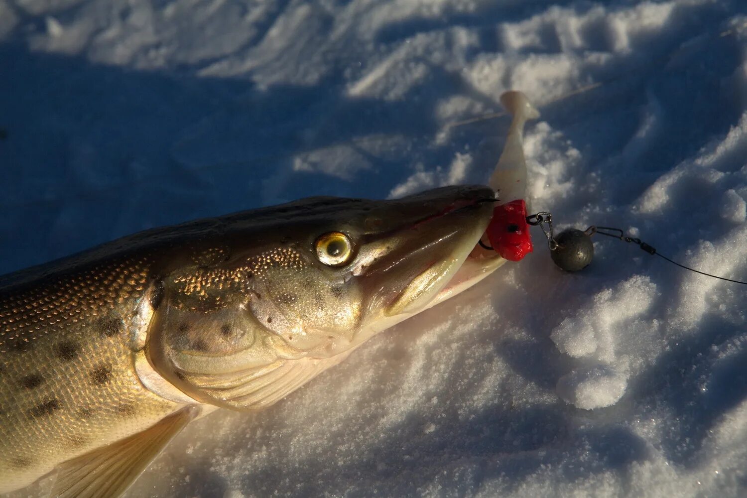 щука зимой на блесну. блесна на щуку со льда. зимняя рыбалка на щуку. щучьи блесна зимние. щука зима.