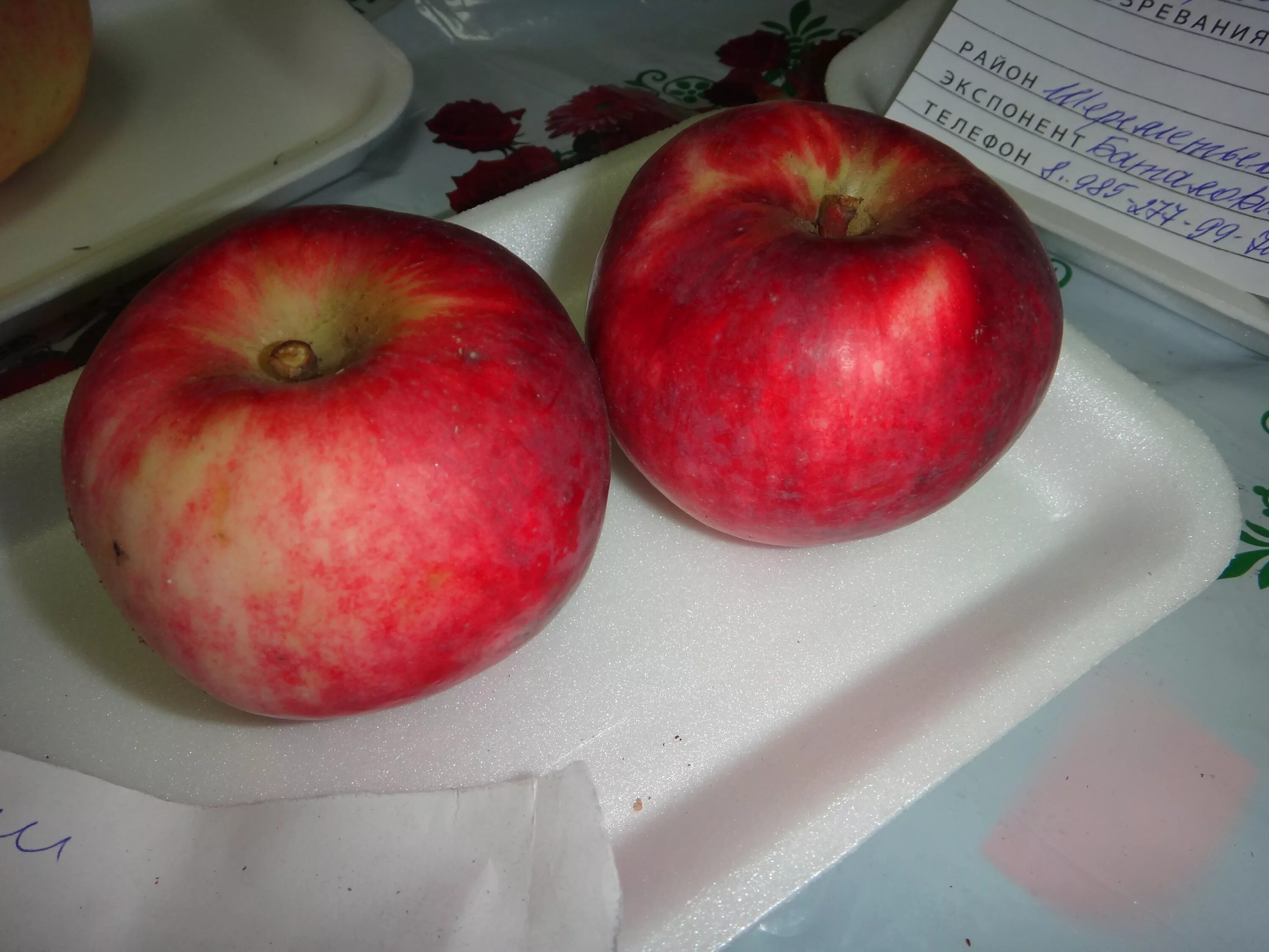 Энциклопедия сортов яблонь. Яблоня йона. Сорт яблок услада. Энциклопедия сортов яблонь. Энциклопедия сортов яблонь.