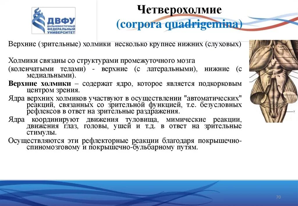 четверохолмия. четверохолмия. средний мозг четверохолмие. четверохолмие анатомия. пластинка четверохолмия среднего мозга.