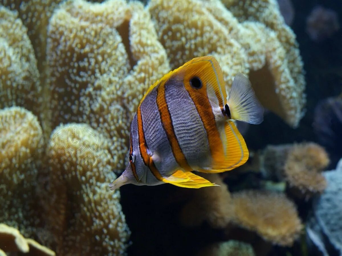 Рыба бабочка хелмон. Длиннопёрая вымпельная рыба-бабочка. Chaetodon ulietensis. Бабочка пинцет хелмон. Желтохвостая кабуба.