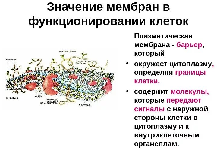 Какова роль клеточной оболочки. Плазматическая и базальная мембрана. Позиции характерные для плазматической мембраны грибов. Границы клетки.