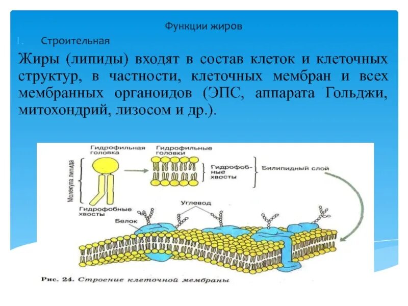 Липиды входящие в состав клеточных мембран. Строительная функция жиров. Функции липидов в клеточной мембране. Функции липидов и белков в мембранах клетки. Липиды входят в состав клеток