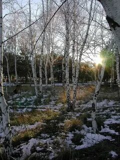 Поздняя осень за редкими березками