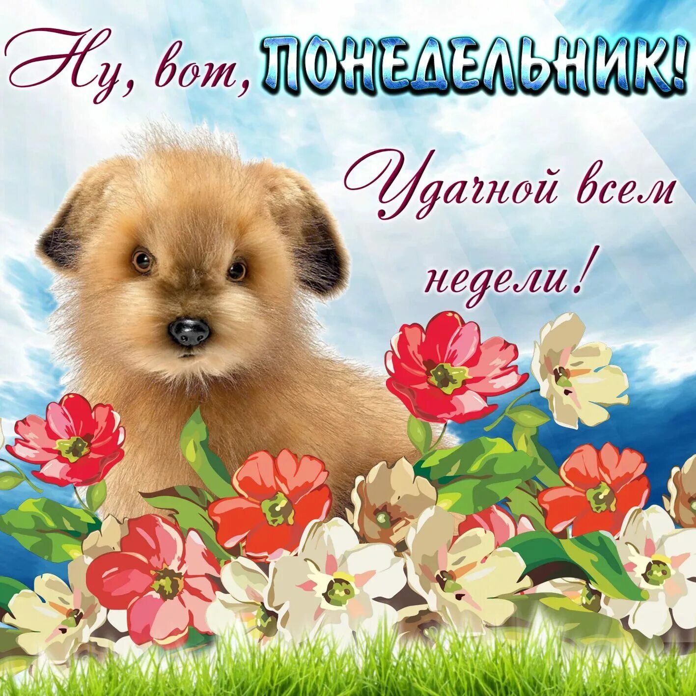 Понедельник хорошего дня и удачной недели. Открытки поздравления с понедельником. открытка хорошего понедельника и отличного настроения. счастливого дня и хорошего настроения. добрые пожелания с собачками.