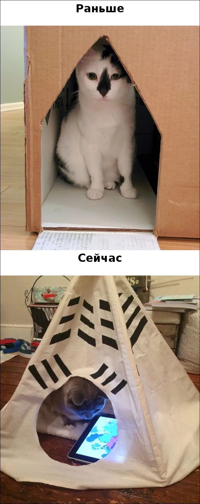 Коты раньше коты сейчас. Кошки тогда и сейчас. коты раньше. технологичный котик.
