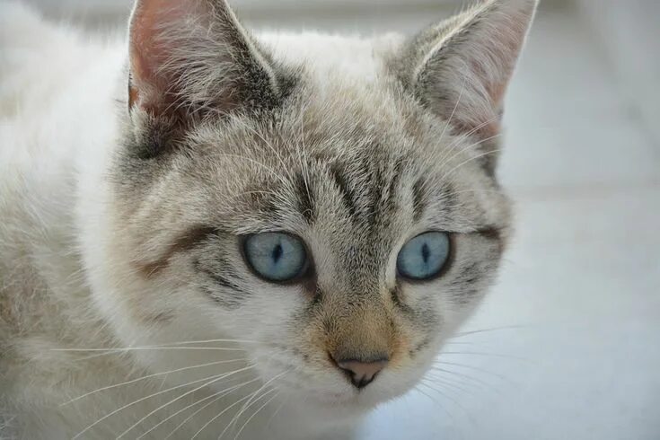 Породы кошек с голубыми глазами фотографиями why-do-cats-like-fish Cat breeds, Ragdoll cat, Kittens cutest