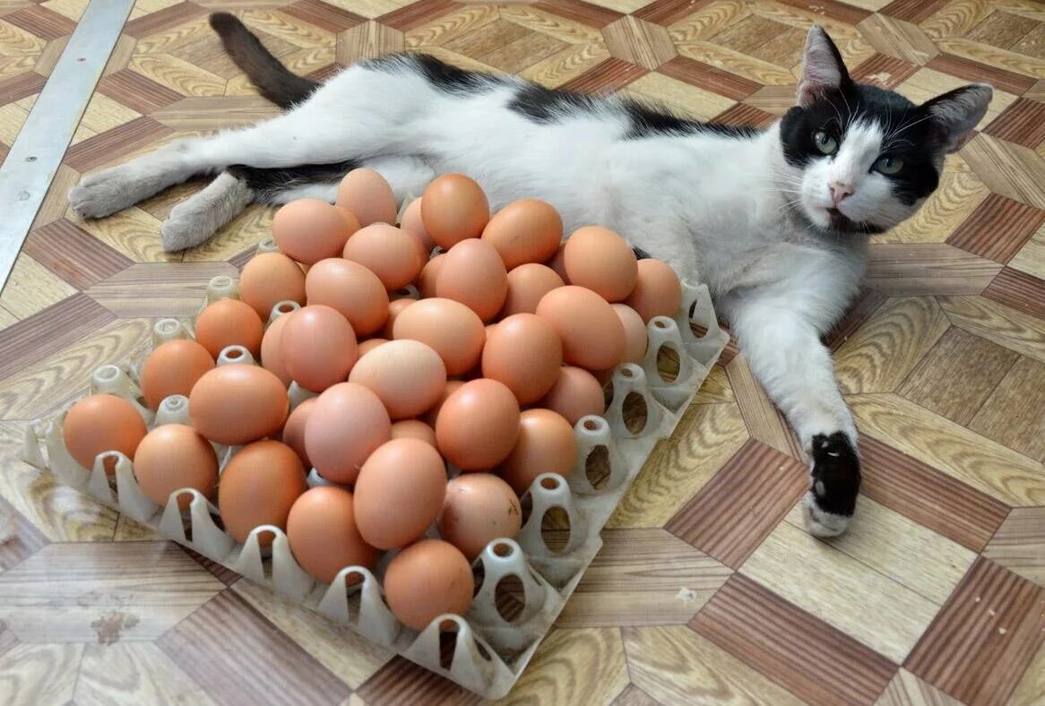 Куриное яйцо собаке. Яйца кота. Коты с яичками. Котик с яйцами.