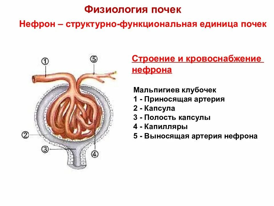 Мальпигиев клубочек почки функции. Мальпигиев клубочек. Строение нефрона. Нефрон физиология. Моча из капсулы нефрона поступает