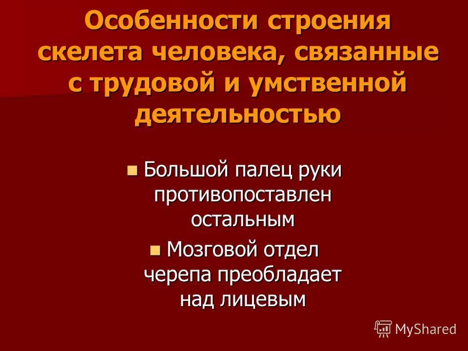 Перечислите особенности скелета