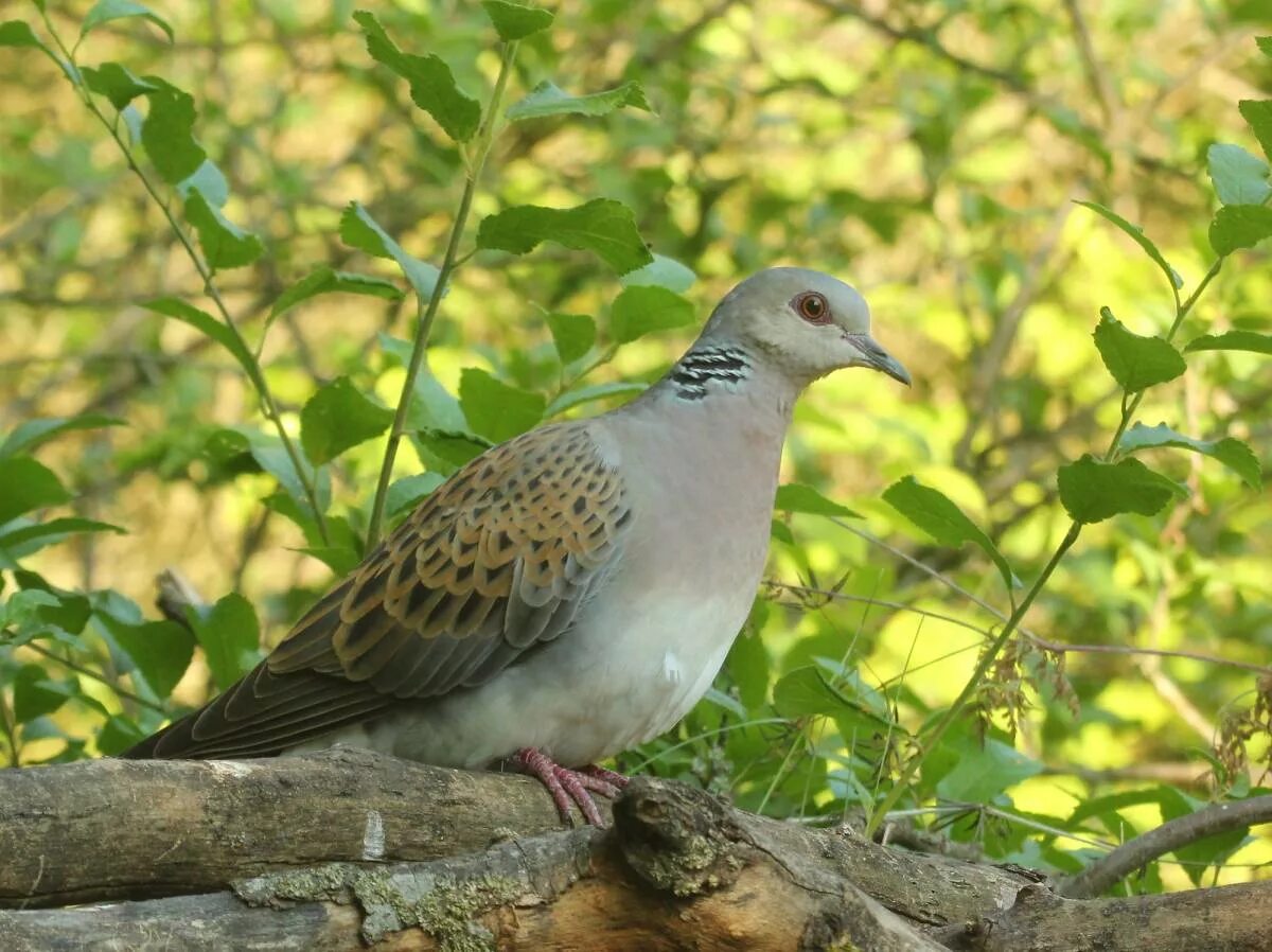 Птичка горлица обыкновенная. Сенегальская горлица. Гурак горлица. Обыкновенная горлица - streptopelia turtur (linnaeus, 1758). Солнечная горлица бразилия.