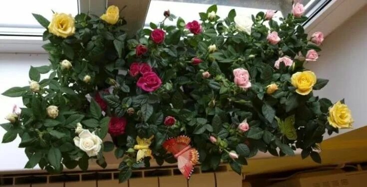 Роза садовая микс d=12см (из акулянтов) - Хомяк