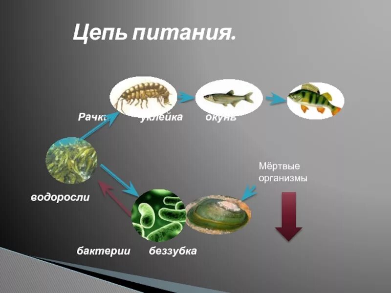 Цепь питания водоросли рыба. Цепь питания Элодея прудовик. Бактериядная цепь питания. Цепочка питания.