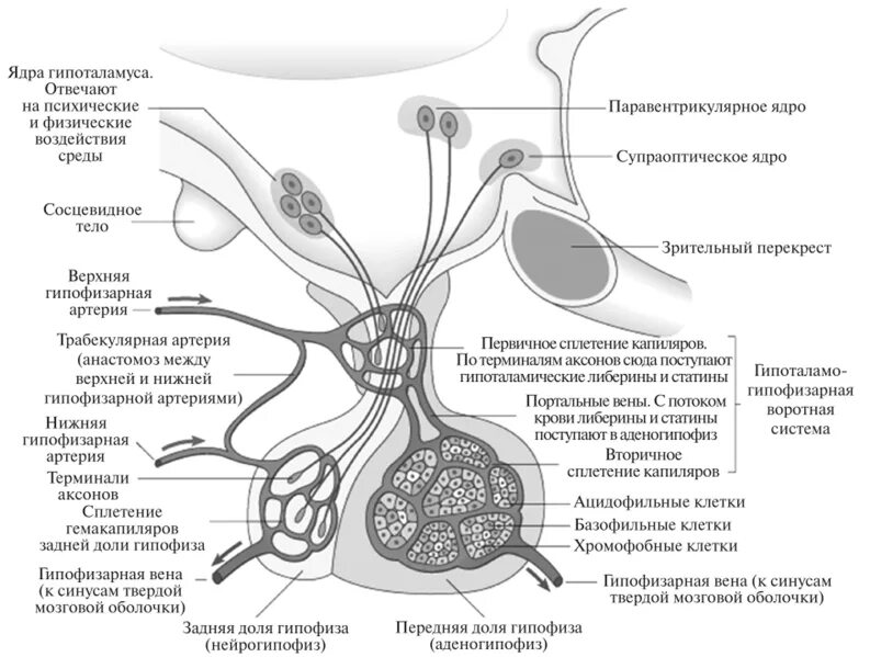 Гипофиз кровеносная система. Гипоталамо-гипофизарная система схема гистология. Схема строения гипоталамо гипофизарной нейросекреторной системы. Гипоталамус и гипофиз строение. Гормоны гипоталамуса схема.