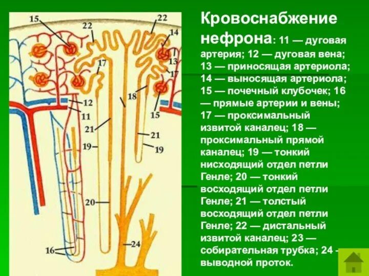 Почечная артерия нефрона. Капсула клубочка нефрона. Диаметр приносящей и выносящей артериолы нефрона. Сосудистый клубочек. Строение нефрона приносящий сосуд.