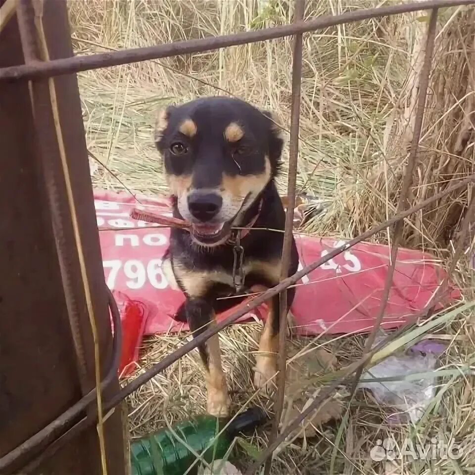 Собаки ставрополь. Собаки ставрополь. Собаки породы ставрополь. Собаки ставрополь. Собаки ставрополь.