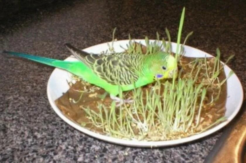 Что едят попугаи в домашних условиях. Рацион питания волнистых попугаев. Пища для попугаев волнистых. Зелень для попугая волнистого. Попугай ест траву.