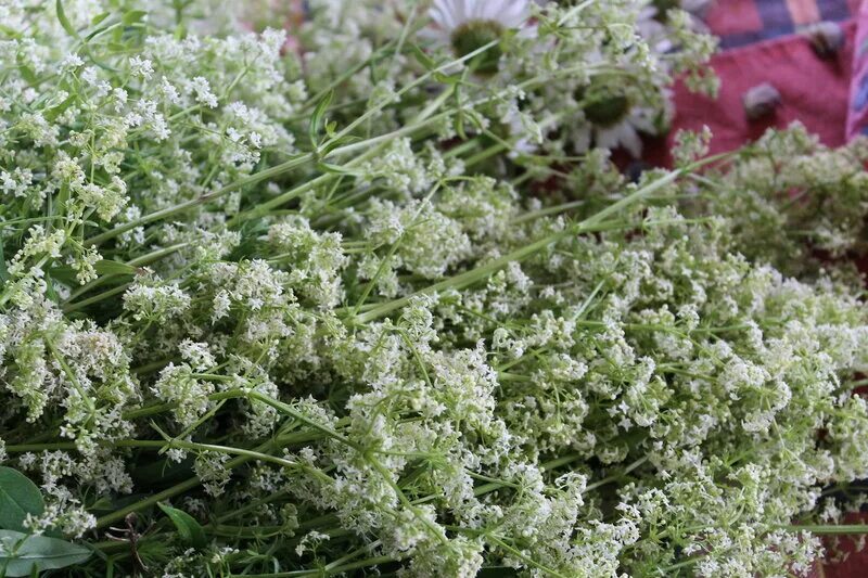 Сильно пахнущие травы. Травка с очень мелкими белыми цветочками. Трава с запахом меда. Мелкие белые соцветия пахнут медом. Трава пахнет медом.