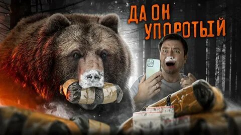 Я медведь 2023