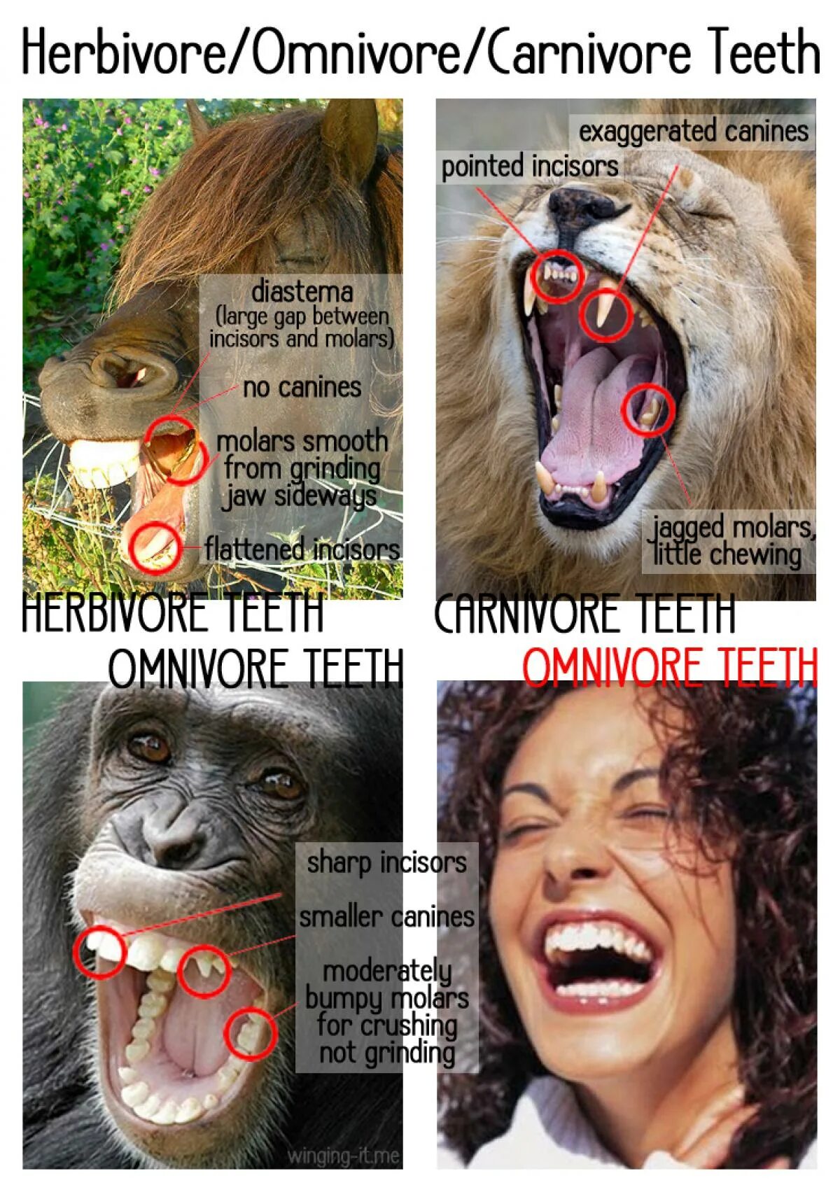 Carnivore перевод. Herbivore Carnivore Omnivore. Herbivores Carnivores and Omnivores.